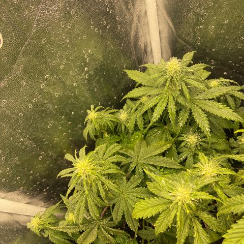 2 White Widow e 1 Critical Purple  growlog photo: Cresceram mais um tanto e já iniciarão a floração, se desenvolvendo super bem todas elas 🙏🏽