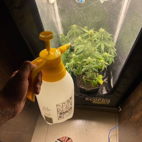 2 White Widow e 1 Critical Purple  growlog photo: Comprei esse borrifador agora ficou bem mais fácil borrifar água nelas, fiz isso para diminuir o calor e também aliviar elas pois sequelei e esqueci de regar esses últimos dias 🤦‍♂️