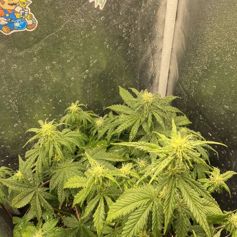2 White Widow e 1 Critical Purple  growlog photo: Cresceram mais um tanto e já iniciarão a floração, se desenvolvendo super bem todas elas 🙏🏽
