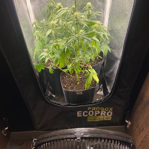 2 White Widow e 1 Critical Purple  growlog photo: Um pouco de vento nelas improvisado pois não comprei o ventilador ainda 🥲