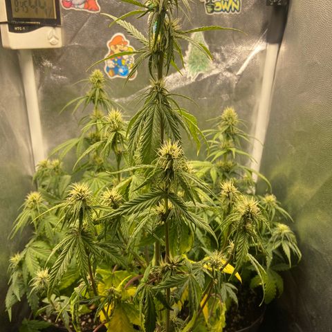 2 White Widow e 1 Critical Purple  growlog timeline photo