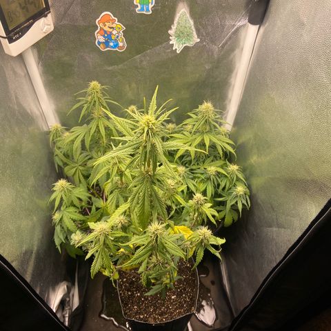 2 White Widow e 1 Critical Purple  growlog timeline photo