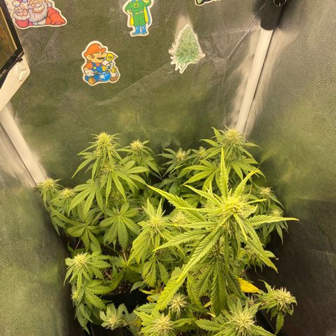 2 White Widow e 1 Critical Purple  growlog timeline photo