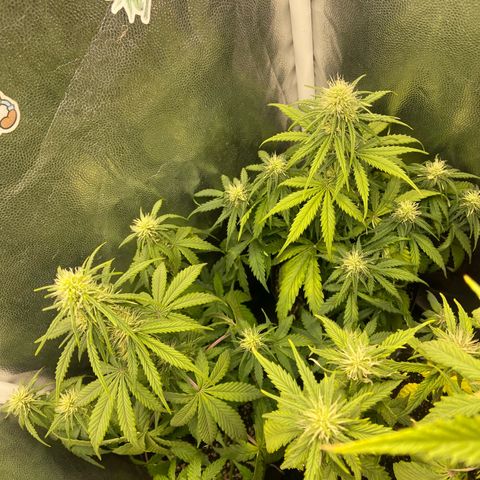 2 White Widow e 1 Critical Purple  growlog timeline photo