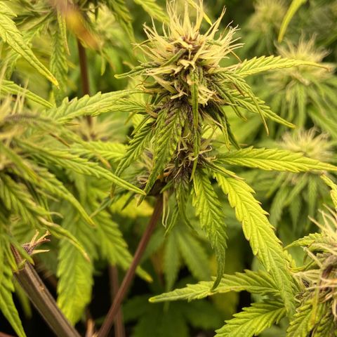 2 White Widow e 1 Critical Purple  growlog photo: Plantas se desenvolvendo super bem e já começaram a resinar
Critical purple já começou a arroxear e resinar também 😍