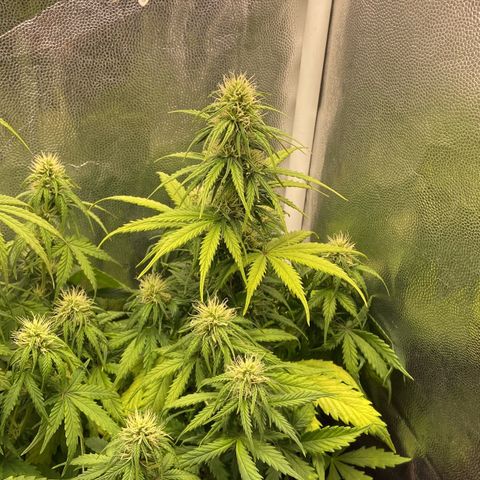 2 White Widow e 1 Critical Purple  growlog photo: Plantas se desenvolvendo super bem e já começaram a resinar
Critical purple já começou a arroxear e resinar também 😍