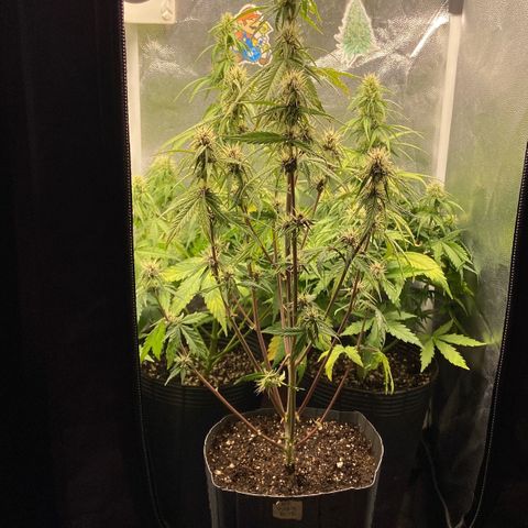 2 White Widow e 1 Critical Purple  growlog photo: Plantas se desenvolvendo super bem e já começaram a resinar
Critical purple já começou a arroxear e resinar também 😍