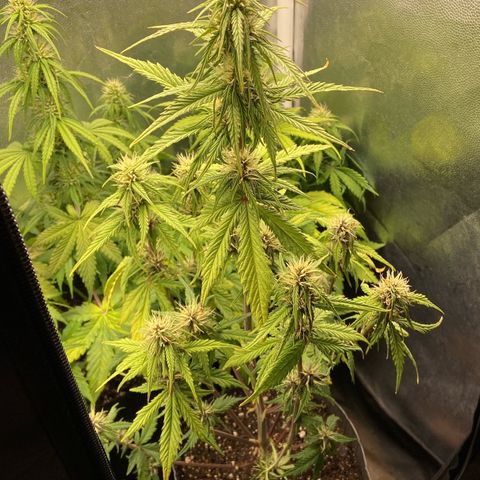 2 White Widow e 1 Critical Purple  growlog photo: Plantas se desenvolvendo super bem e já começaram a resinar
Critical purple já começou a arroxear e resinar também 😍