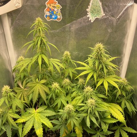 2 White Widow e 1 Critical Purple  growlog photo: Plantas se desenvolvendo super bem e já começaram a resinar
Critical purple já começou a arroxear e resinar também 😍