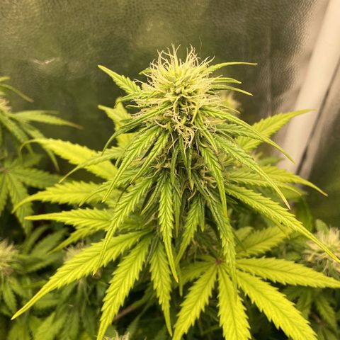 2 White Widow e 1 Critical Purple  growlog photo: Plantas se desenvolvendo super bem e já começaram a resinar
Critical purple já começou a arroxear e resinar também 😍