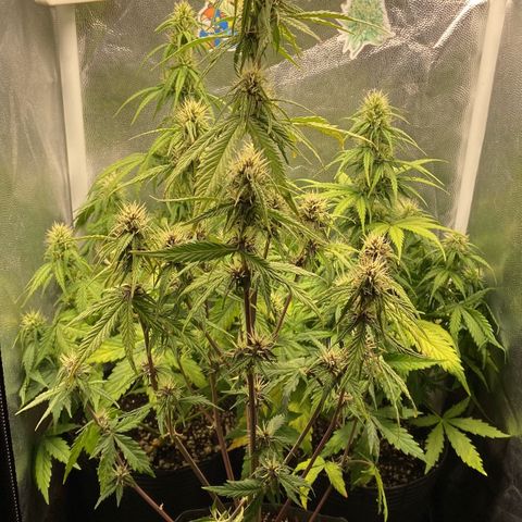 2 White Widow e 1 Critical Purple  growlog photo: Plantas se desenvolvendo super bem e já começaram a resinar
Critical purple já começou a arroxear e resinar também 😍