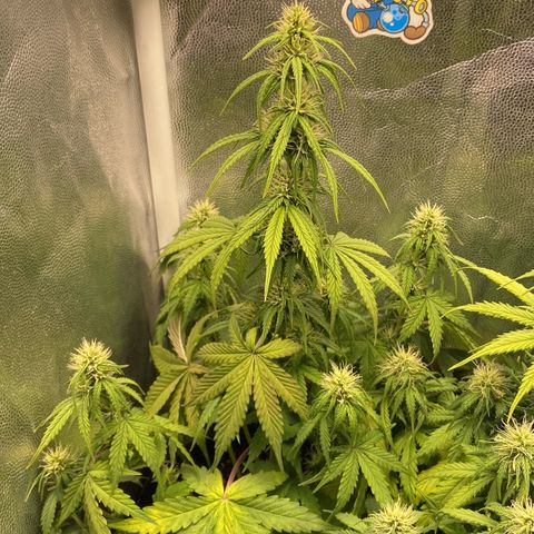 2 White Widow e 1 Critical Purple  growlog photo: Plantas se desenvolvendo super bem e já começaram a resinar
Critical purple já começou a arroxear e resinar também 😍