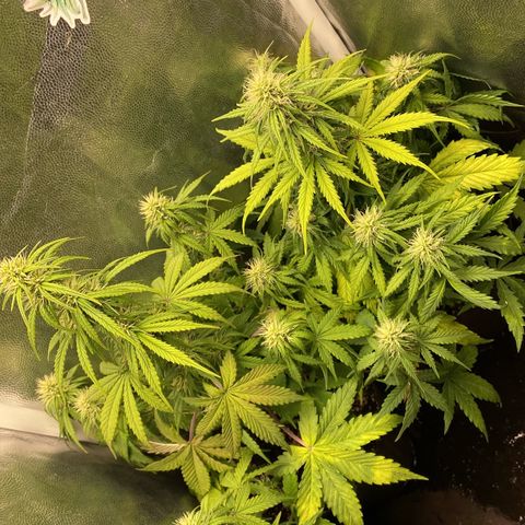 2 White Widow e 1 Critical Purple  growlog photo: Plantas se desenvolvendo super bem e já começaram a resinar
Critical purple já começou a arroxear e resinar também 😍
