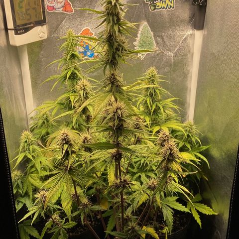 2 White Widow e 1 Critical Purple  growlog photo: Plantas se desenvolvendo super bem e buds começando a engordar e resinar 🤤
Purple começou a sair seus primeiros pistilos alaranjados 