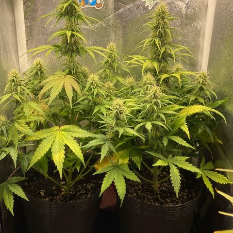 2 White Widow e 1 Critical Purple  growlog photo: Plantas se desenvolvendo super bem e buds começando a engordar e resinar 🤤
Purple começou a sair seus primeiros pistilos alaranjados 