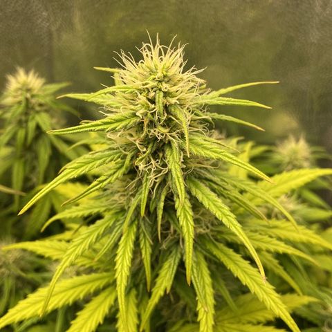 2 White Widow e 1 Critical Purple  growlog photo: Plantas se desenvolvendo super bem e buds começando a engordar e resinar 🤤
Purple começou a sair seus primeiros pistilos alaranjados 