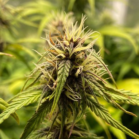 2 White Widow e 1 Critical Purple  growlog photo: Plantas se desenvolvendo super bem e buds começando a engordar e resinar 🤤
Purple começou a sair seus primeiros pistilos alaranjados 