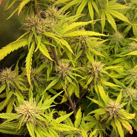 2 White Widow e 1 Critical Purple  growlog photo: Plantas se desenvolvendo super bem e buds começando a engordar e resinar 🤤
Purple começou a sair seus primeiros pistilos alaranjados 