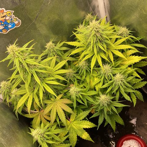 2 White Widow e 1 Critical Purple  growlog photo: Plantas se desenvolvendo super bem e buds começando a engordar e resinar 🤤
Purple começou a sair seus primeiros pistilos alaranjados 