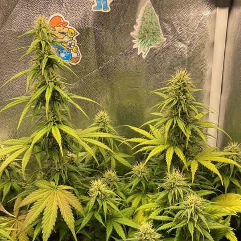2 White Widow e 1 Critical Purple  growlog photo: Plantas se desenvolvendo super bem e buds começando a engordar e resinar 🤤
Purple começou a sair seus primeiros pistilos alaranjados 