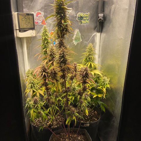2 White Widow e 1 Critical Purple  growlog timeline photo