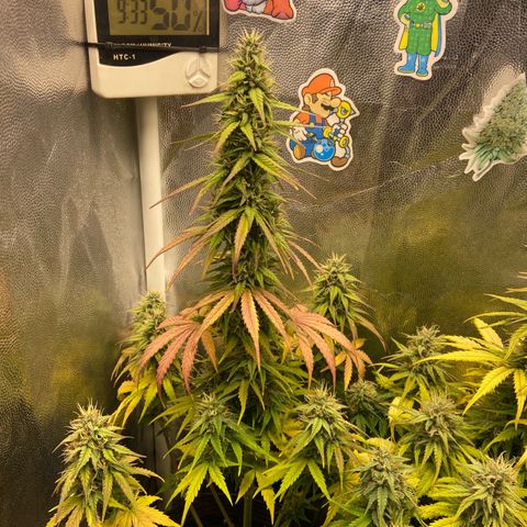 2 White Widow e 1 Critical Purple  growlog timeline photo