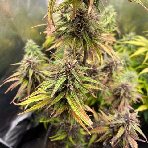 2 White Widow e 1 Critical Purple  growlog timeline photo