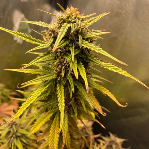 2 White Widow e 1 Critical Purple  growlog timeline photo