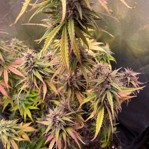 2 White Widow e 1 Critical Purple  growlog timeline photo