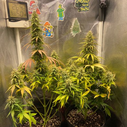 2 White Widow e 1 Critical Purple  growlog timeline photo
