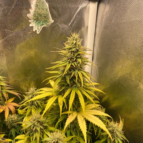 2 White Widow e 1 Critical Purple  growlog timeline photo