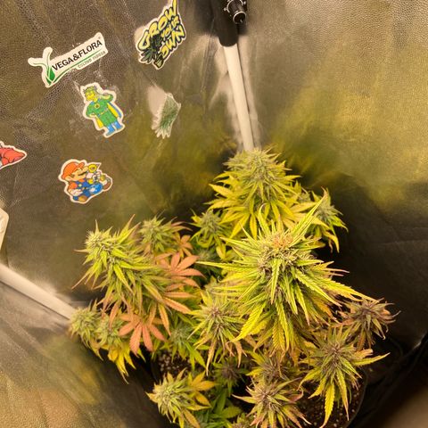 2 White Widow e 1 Critical Purple  growlog timeline photo