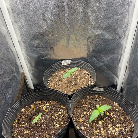 BANANA BLAZE  growlog timeline photo