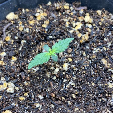 24K fem e White Widow auto growlog photo: White Widow auto 