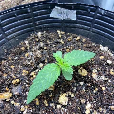 24K fem e White Widow auto growlog photo: 24k