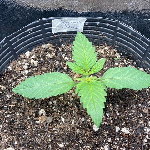 BANANA BLAZE  growlog timeline photo