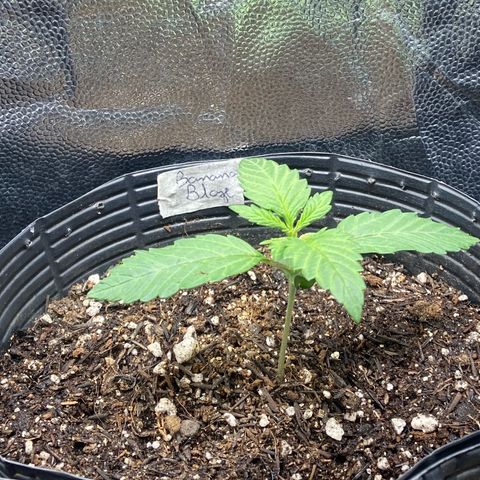 BANANA BLAZE  growlog timeline photo
