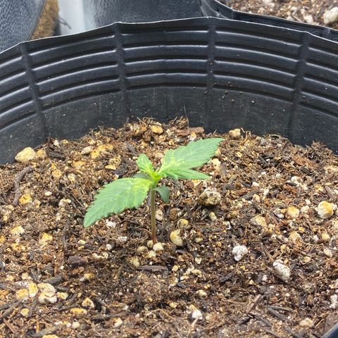 24K fem e White Widow auto growlog photo: White Widow está meio travada e amarelada pois eu joguei fert de enraizamento sem querer em cima dela quando apliquei 