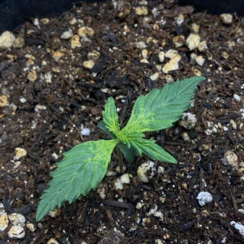 24K fem e White Widow auto growlog photo: White Widow está meio travada e amarelada pois eu joguei fert de enraizamento sem querer em cima dela quando apliquei 