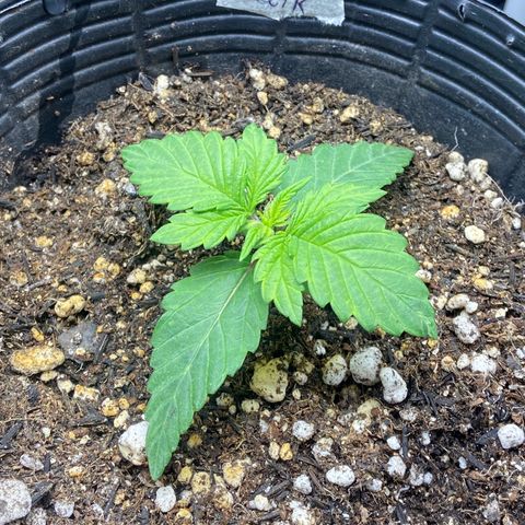 24K fem e White Widow auto growlog photo: White Widow está meio travada e amarelada pois eu joguei fert de enraizamento sem querer em cima dela quando apliquei 
