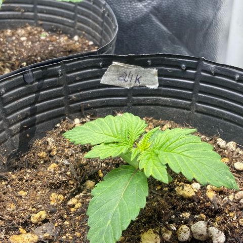 24K fem e White Widow auto growlog photo: White Widow está meio travada e amarelada pois eu joguei fert de enraizamento sem querer em cima dela quando apliquei 