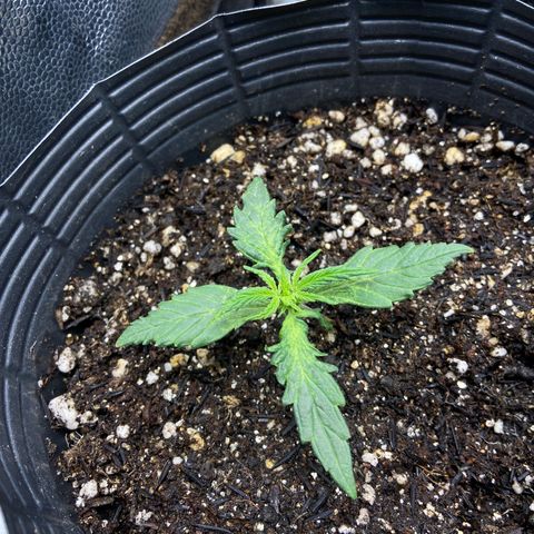 24K fem e White Widow auto growlog photo: 24k se desenvolvendo bem mas com as folhas um pouco amareladas, creio que seja falta de nutrição que vai ser corrigida com essa rega de fertilizante
White Widow tá bem feinha, toda defeituosa, vamos ver se vinga 