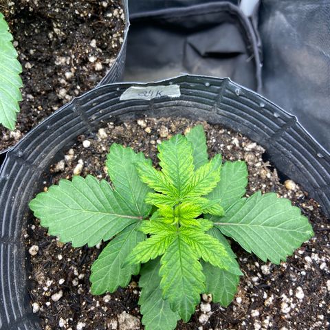 24K fem e White Widow auto growlog photo: 24k se desenvolvendo bem mas com as folhas um pouco amareladas, creio que seja falta de nutrição que vai ser corrigida com essa rega de fertilizante
White Widow tá bem feinha, toda defeituosa, vamos ver se vinga 