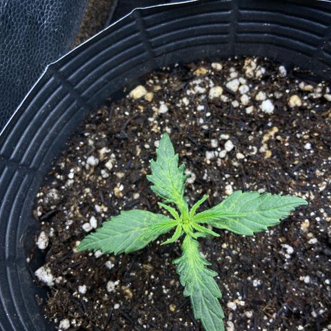 24K fem e White Widow auto growlog photo: 24k se desenvolvendo bem mas com as folhas um pouco amareladas, creio que seja falta de nutrição que vai ser corrigida com essa rega de fertilizante
White Widow tá bem feinha, toda defeituosa, vamos ver se vinga 