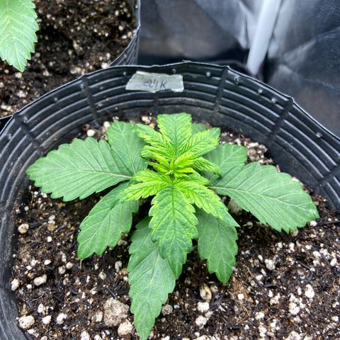 24K fem e White Widow auto growlog photo: 24k se desenvolvendo bem mas com as folhas um pouco amareladas, creio que seja falta de nutrição que vai ser corrigida com essa rega de fertilizante
White Widow tá bem feinha, toda defeituosa, vamos ver se vinga 