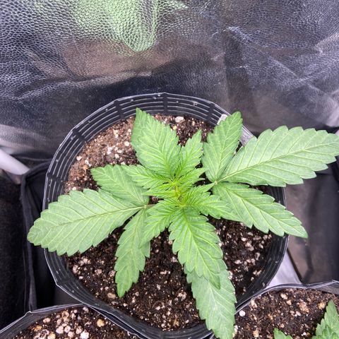 BANANA BLAZE  growlog photo: Banana blaze que está se desenvolvendo mais rápido nesse cultivo 
Vai vim forte 💪🏽 