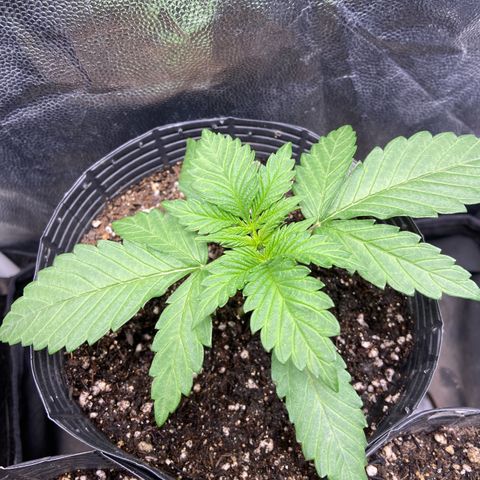 BANANA BLAZE  growlog photo: Banana blaze que está se desenvolvendo mais rápido nesse cultivo 
Vai vim forte 💪🏽 