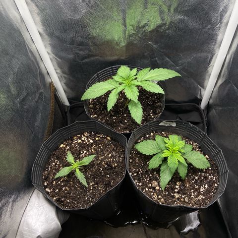 24K fem e White Widow auto growlog photo: Banana blaze
24K 
White Widow 

Cultivo de primavera/verão 