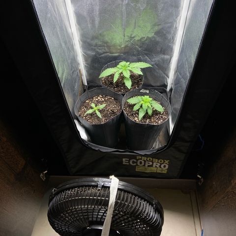 BANANA BLAZE  growlog photo: Coloquei um ventilador na frente do Grow para forticar um pouco o caule das plantas até eu comprar um ventilador para o Grow 