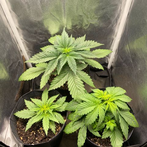 BANANA BLAZE  growlog timeline photo